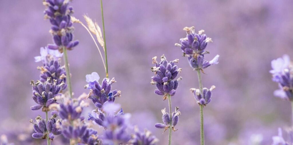 Lavender