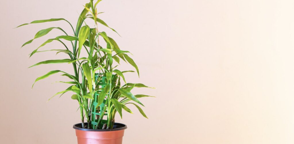 Lucky Bamboo