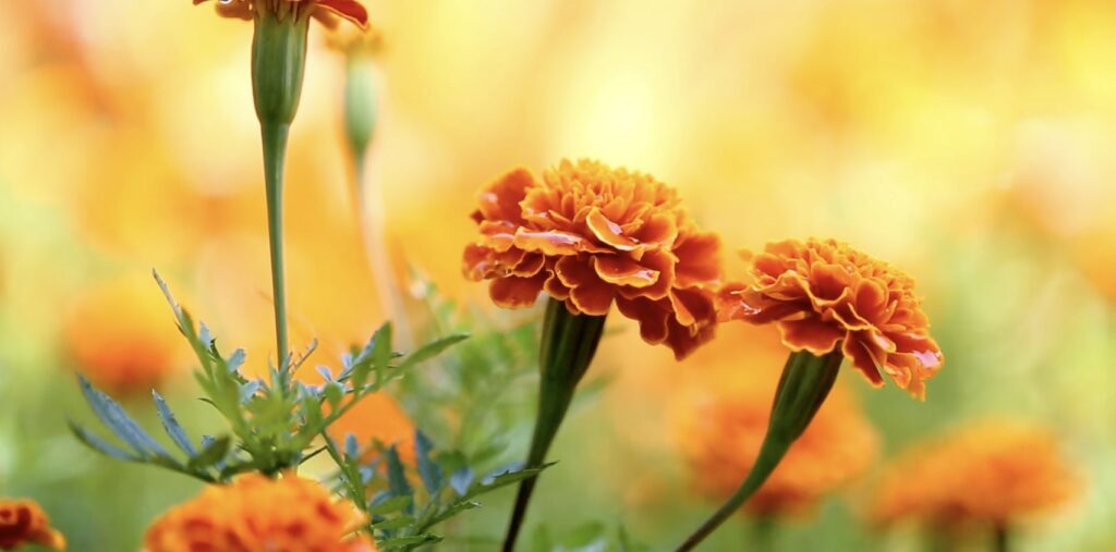 Marigold General Information