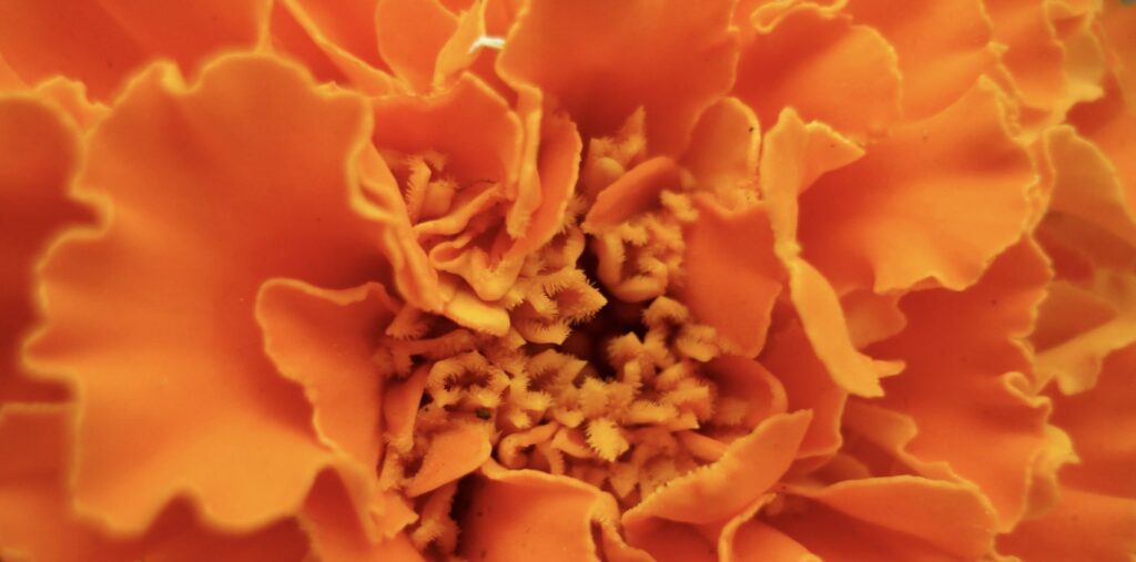 Marigold as the October Birth Flower