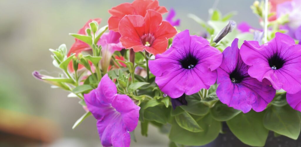 Petunia