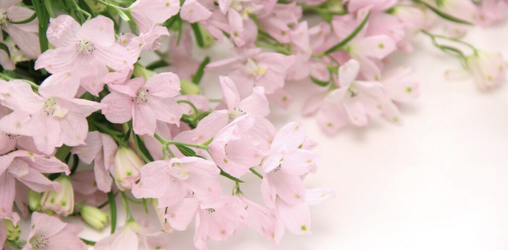 Pink larkspurs denotes fickleness