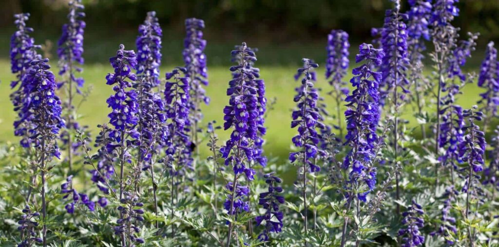 Purple larkspurs mean first love
