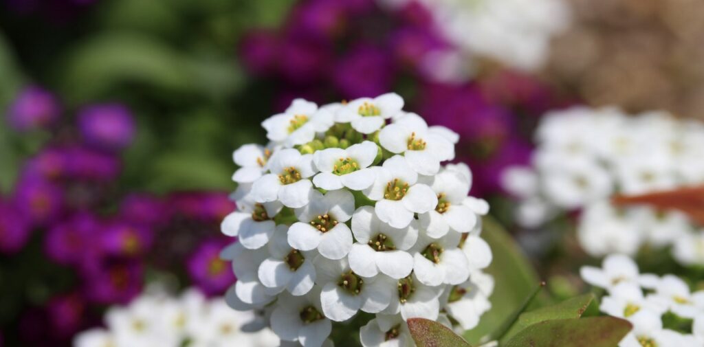 Sweet Alyssum