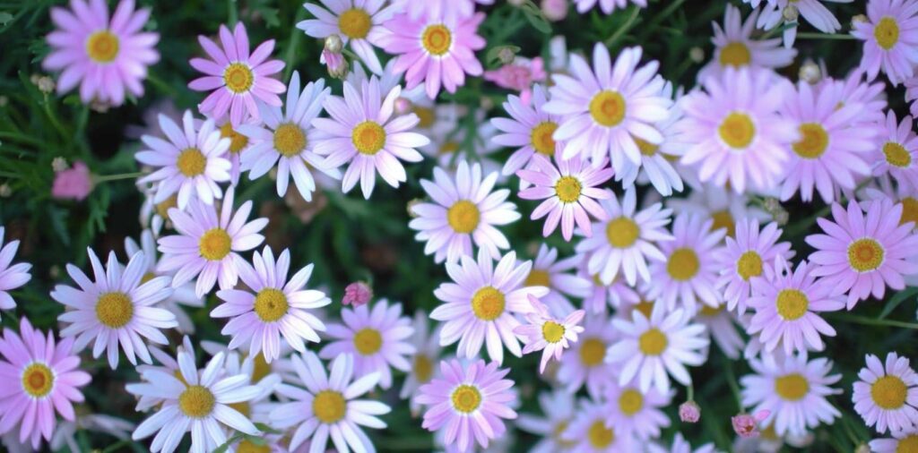 The Daisy’s Mythological and Religious Symbolisms