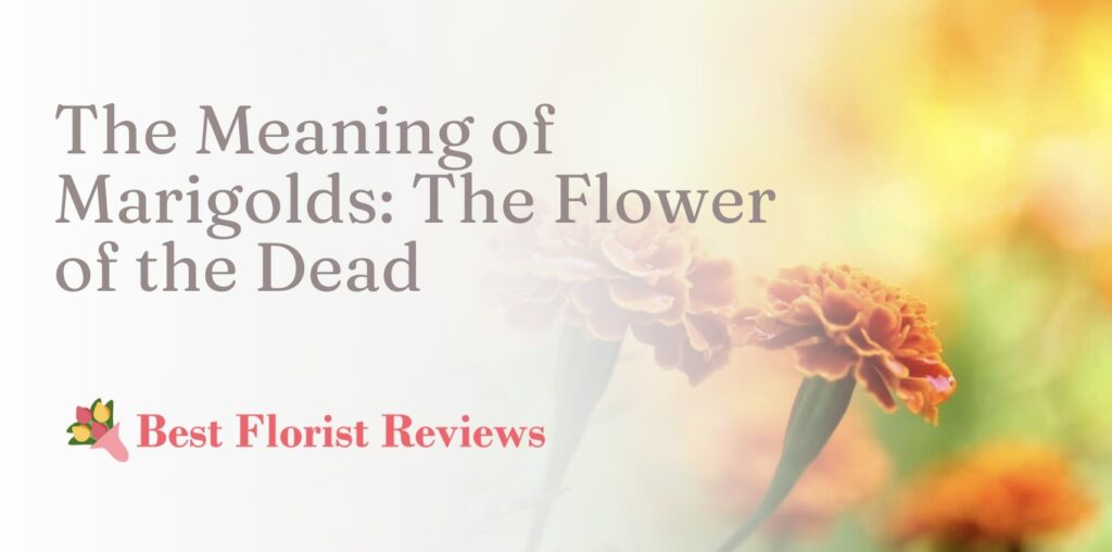 The Meaning of Marigolds The Flower of the Dead