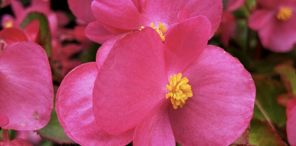 Wax Begonia