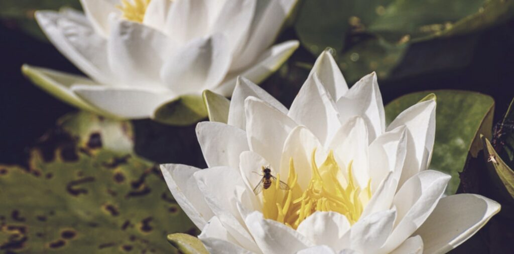 What are July’s birth flowers