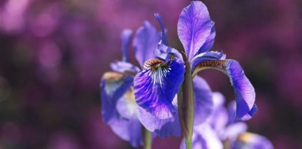 What are other popular flowers that bloom in July