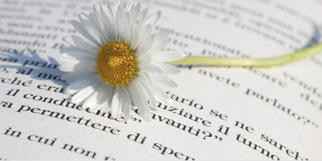 What are the different species of daisies