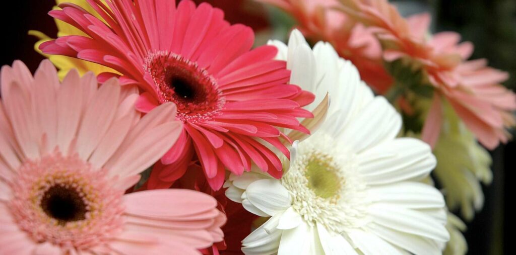What are the different species of daisies