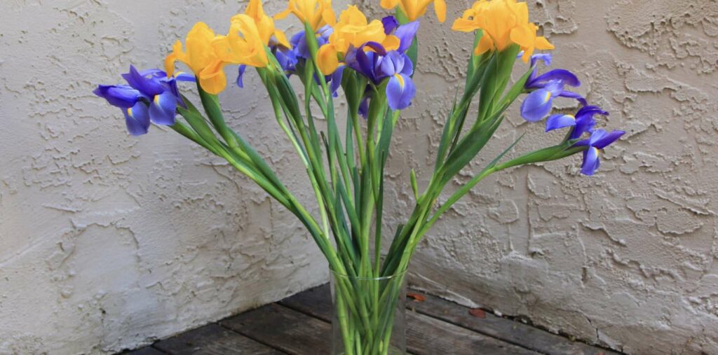 What are the suitable gifting occasions for irises