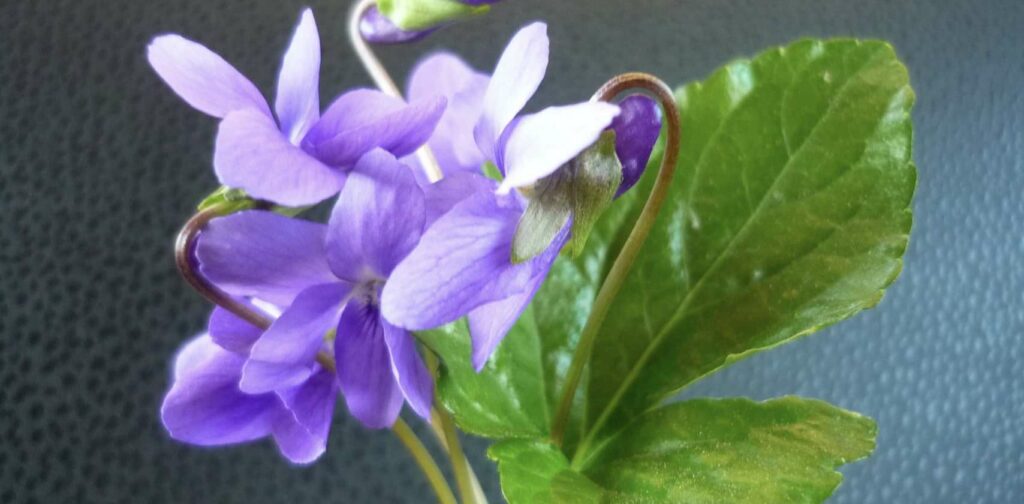 What are the suitable gifting occasions for violets