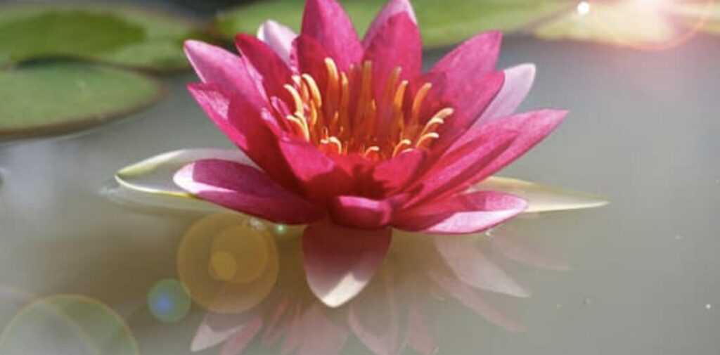 What are the uses of the water lily flower