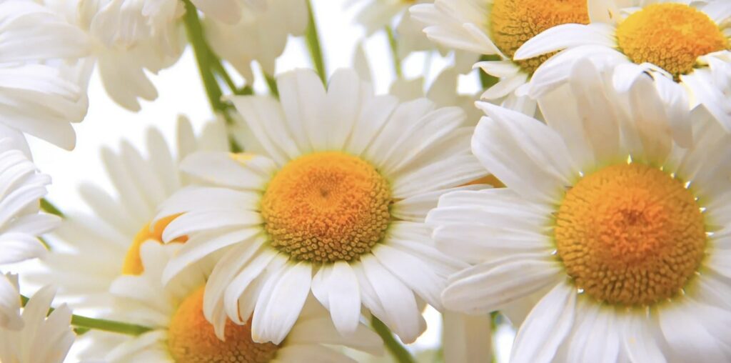 What do daisy flowers symbolize