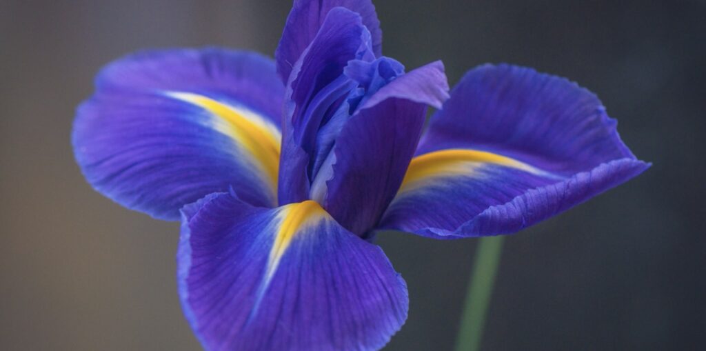 What does the iris bloom look like