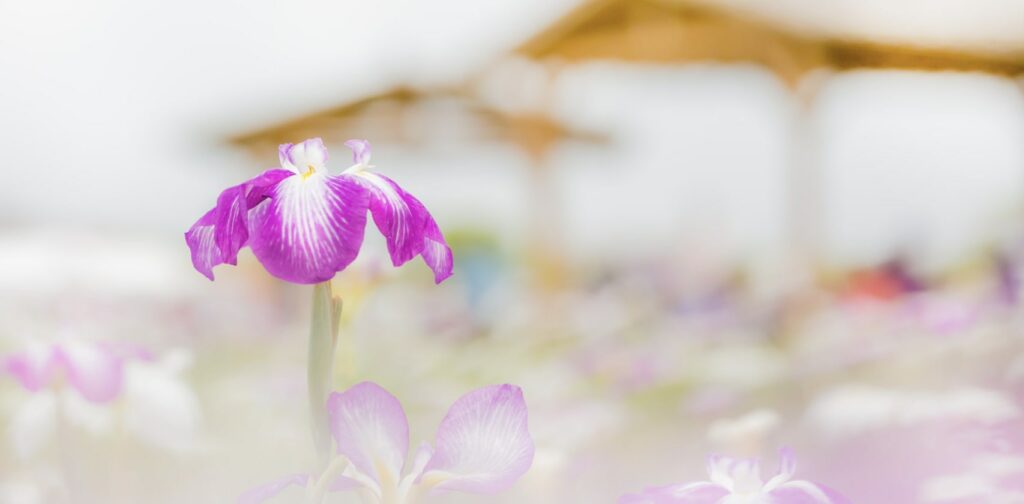 What does the iris flower symbolize