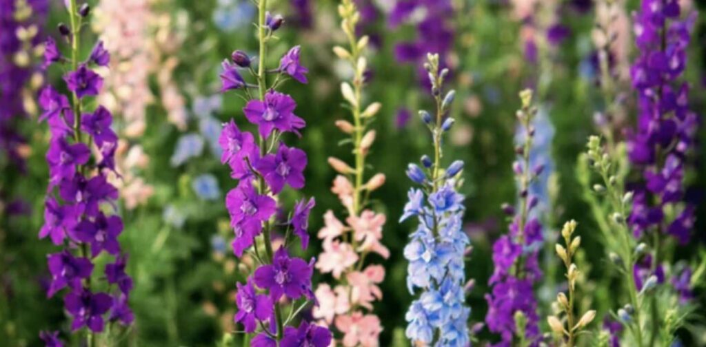 What does the larkspur flower symbolize