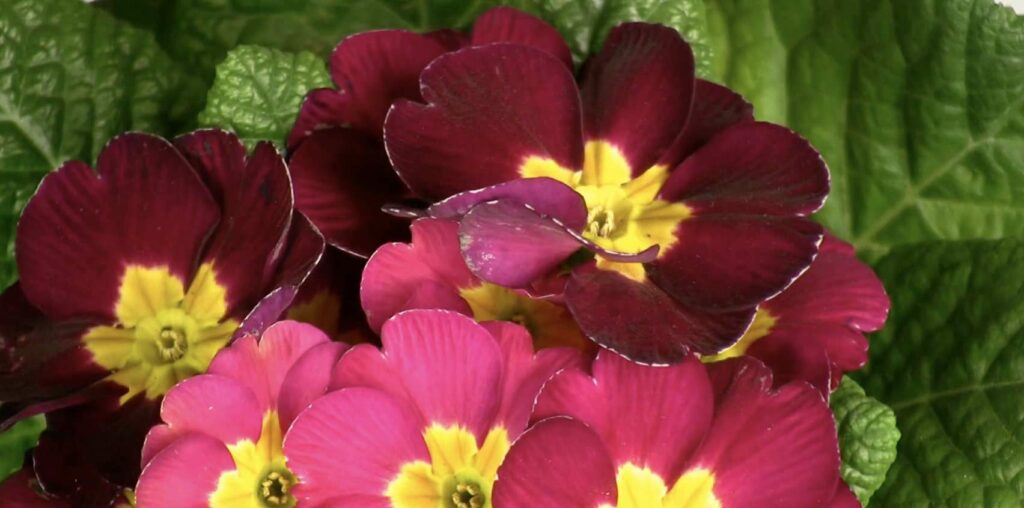 What does the primrose bloom look like
