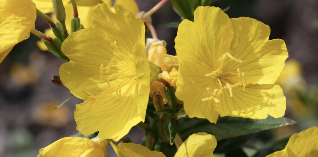 What does the primrose flower symbolize