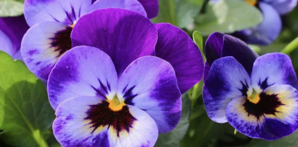 What does the violet bloom look like