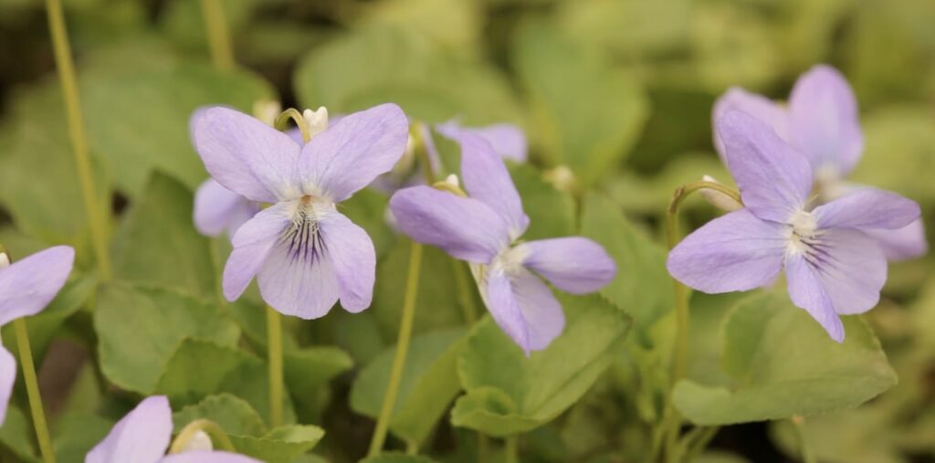 What does the violet flower symbolize