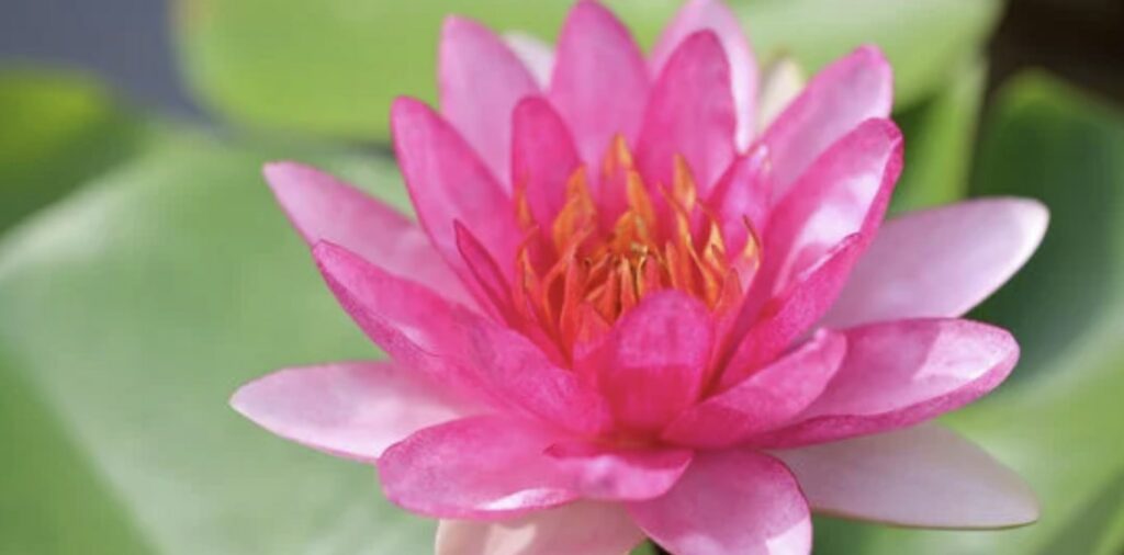 What does the water lily flower symbolize