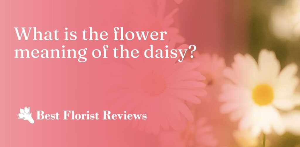 What is the meaning of daisies