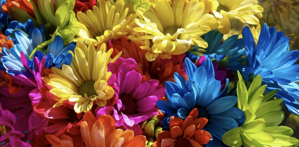 What is the meaning of daisies based on color