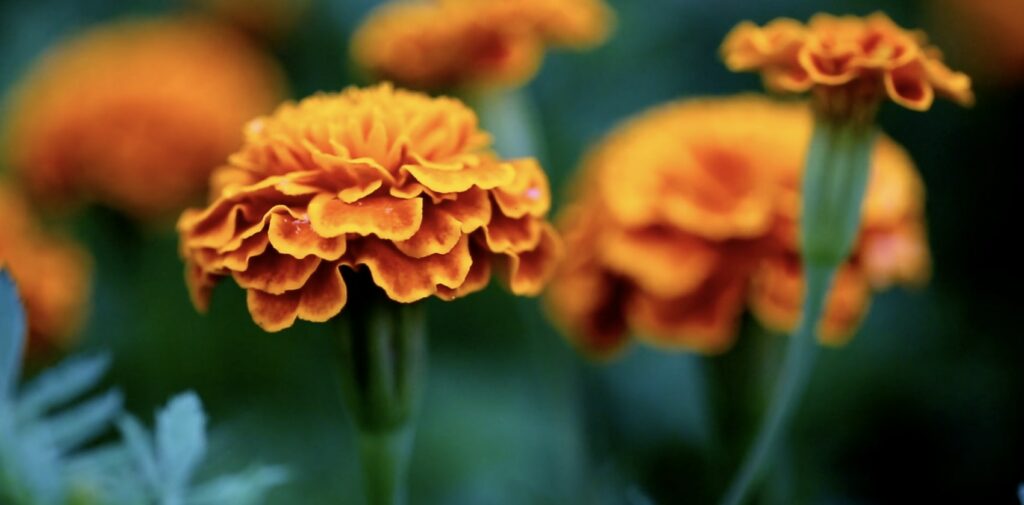 What is the meaning of marigold