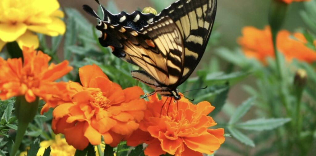 What is the modern use of the marigold