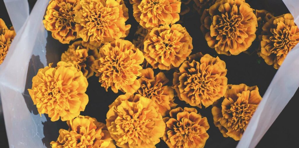 What is the traditional use of the marigold