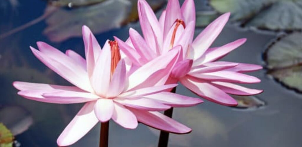 When can I give the water lily flower as a gift