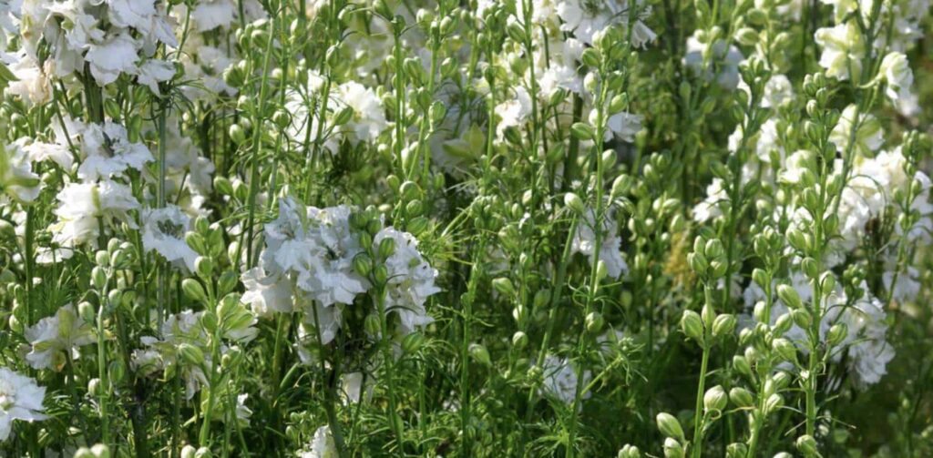 White larkspurs symbolize joy and contentment