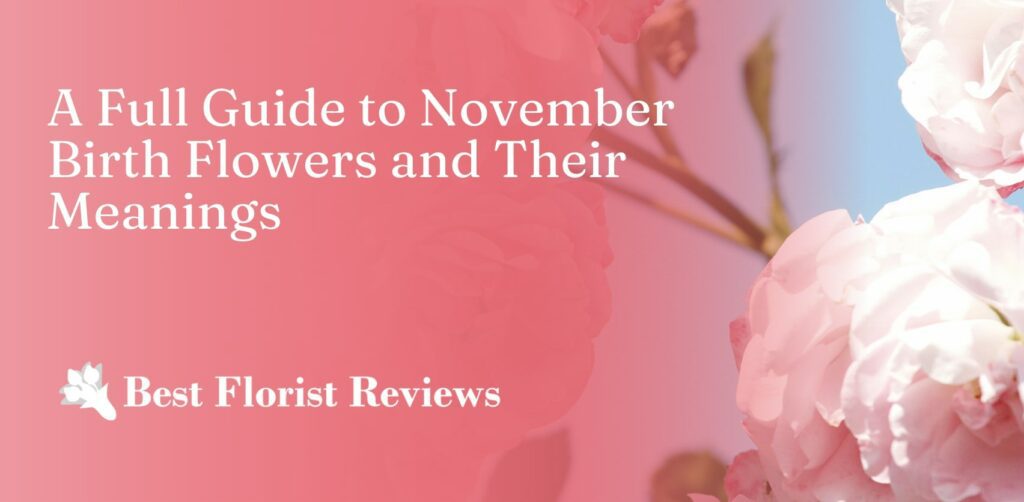 A Full Guide to November Birth Flowers and Their Meanings