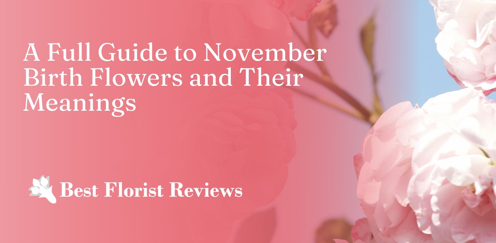 A Full Guide to November Birth Flowers and Their Meanings [2026]