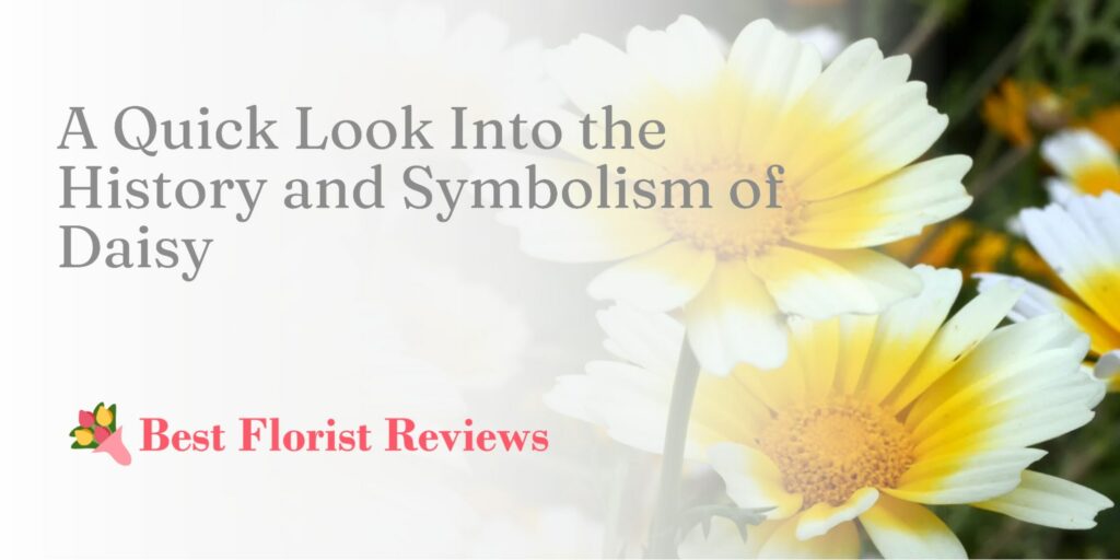 A Quick Look into the History and Symbolism of the Daisy
