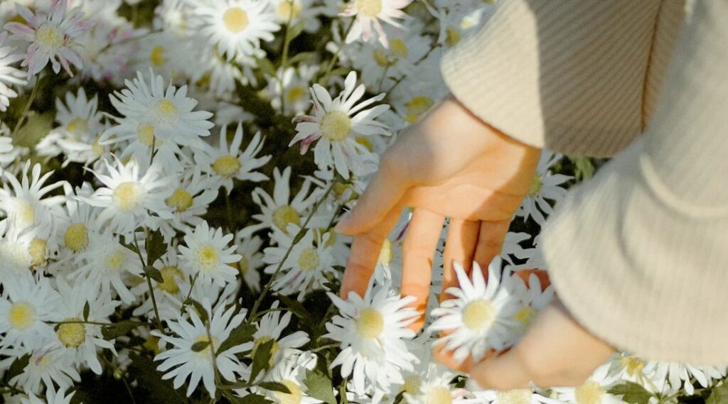 Daisy in Ancient Roman Culture