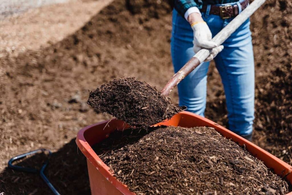 Fertilizing Your Craspedia