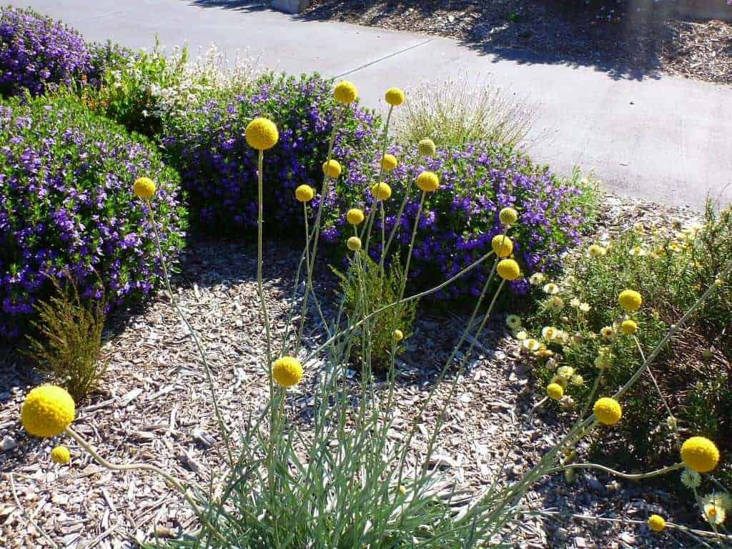 How long does it take for Craspedia to bloom