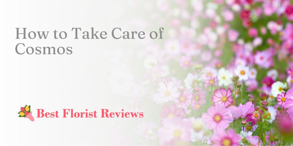 How to Take Care of Cosmos