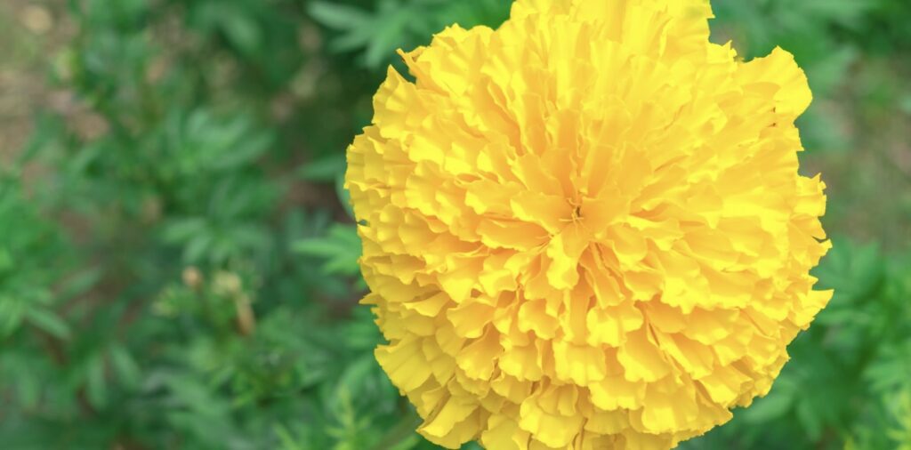 Marigold flowers are used in Hindu weddings
