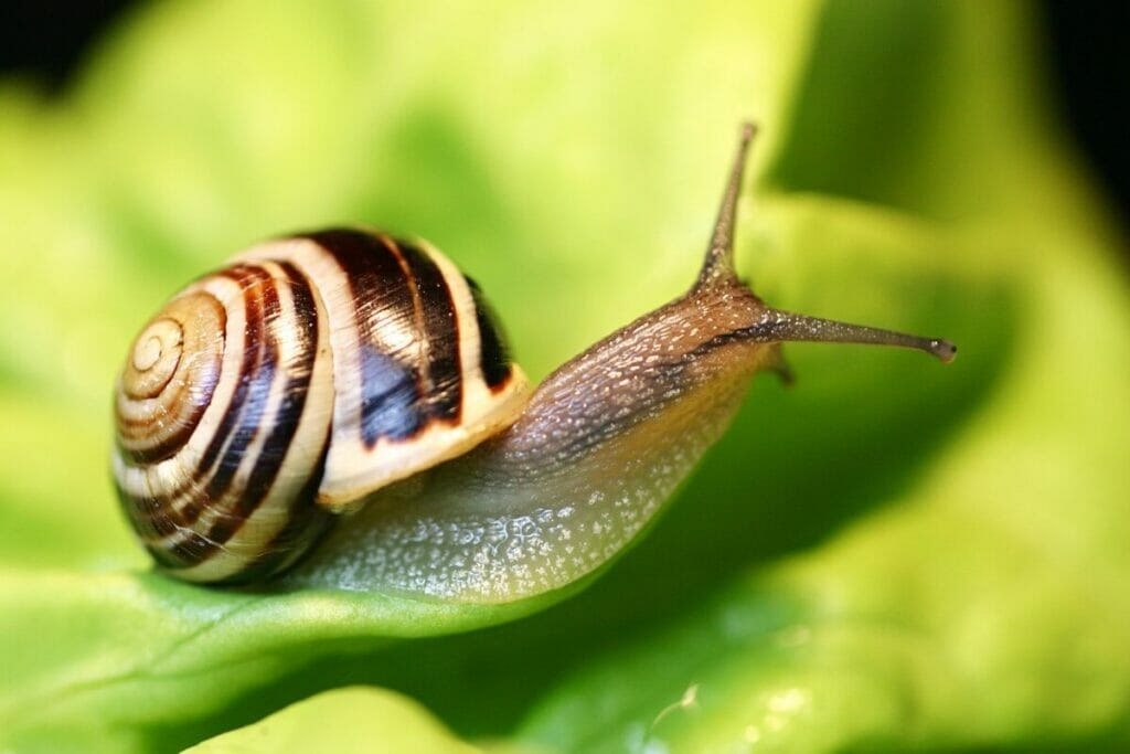 Other Notable Craspedia Pests You Need to Look Out For