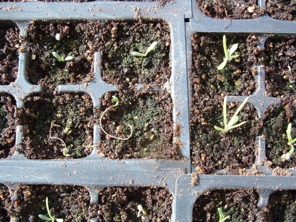Planting Your Craspedia