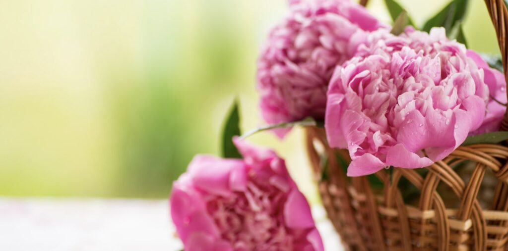 What are ideal gifting events for peonies