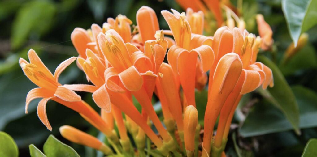 What are the birth flowers of June