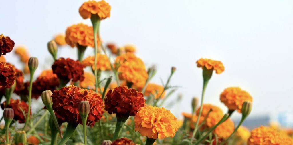 What are the birth flowers of October