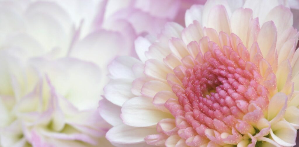 What are the two November birth flowers
