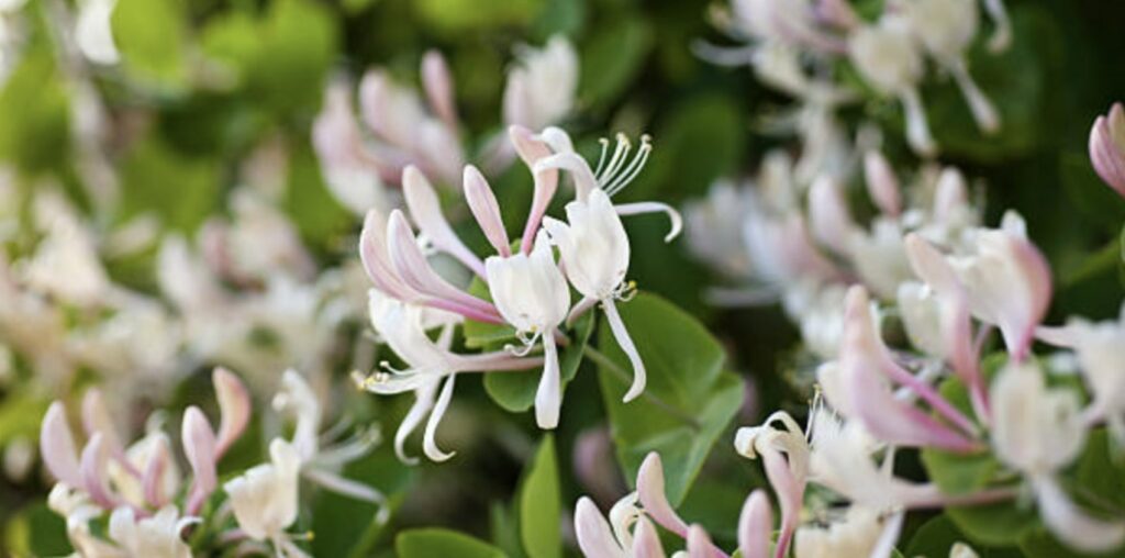 What are the uses of the honeysuckle flower