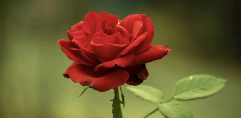 What are the uses of the rose